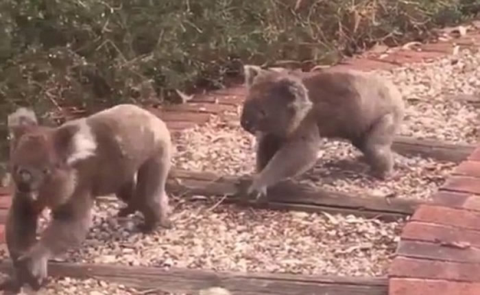 ����һֻ������Ķ��ӣ���һֻ����׷���ᡣ