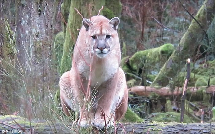 ���ô�����Ұ��Զ���ܾ����˼��� ��ϸһ��ԭ��������ʨ