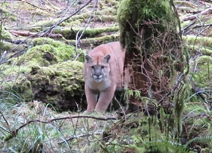 ���ô�����Ұ��Զ���ܾ����˼��� ��ϸһ��ԭ��������ʨ