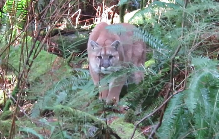 ���ô�����Ұ��Զ���ܾ����˼��� ��ϸһ��ԭ��������ʨ