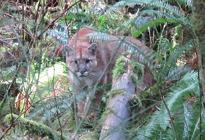 ���ô�����Ұ��Զ���ܾ����˼��� ��ϸһ��ԭ��������ʨ