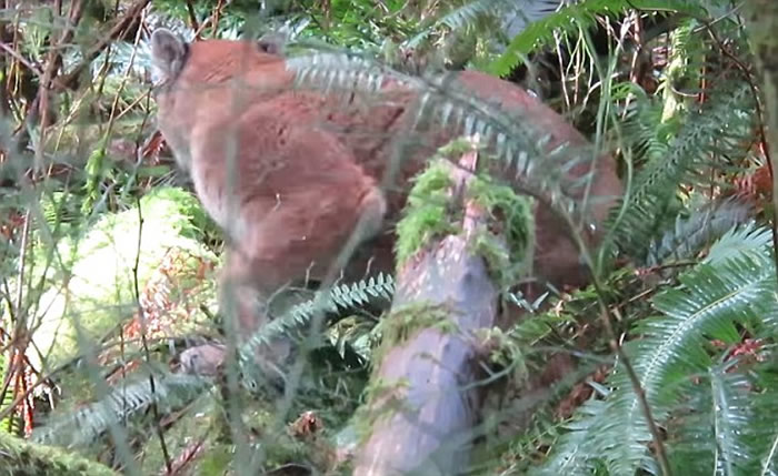 ���ô�����Ұ��Զ���ܾ����˼��� ��ϸһ��ԭ��������ʨ