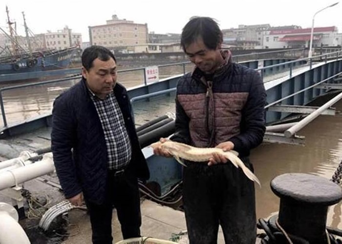 船员抱住该条捕获的野生中华鲟。