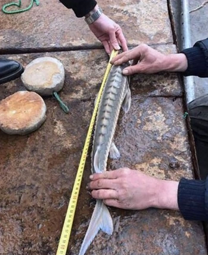 捕获的野生中华鲟体长约64厘米。