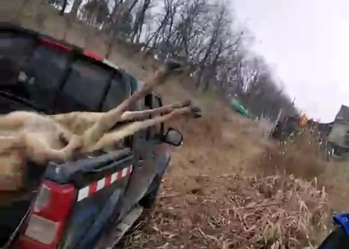 麋鹿因鹿角被尼龙网缠住,挣脱不得失血过多致死。