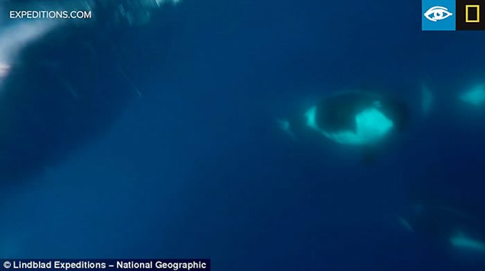 在深海生活的罕有D型杀人鲸南极现身