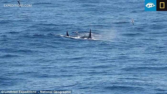 在深海生活的罕有D型杀人鲸南极现身