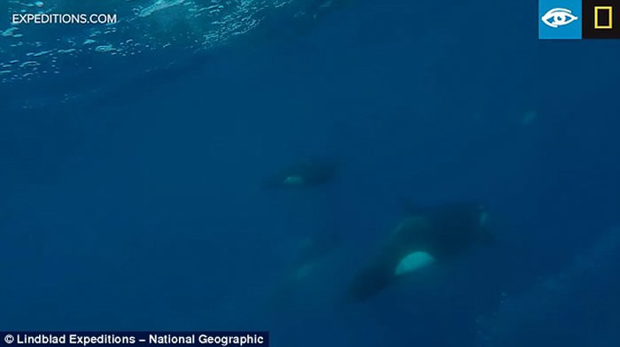 在深海生活的罕有D型杀人鲸南极现身