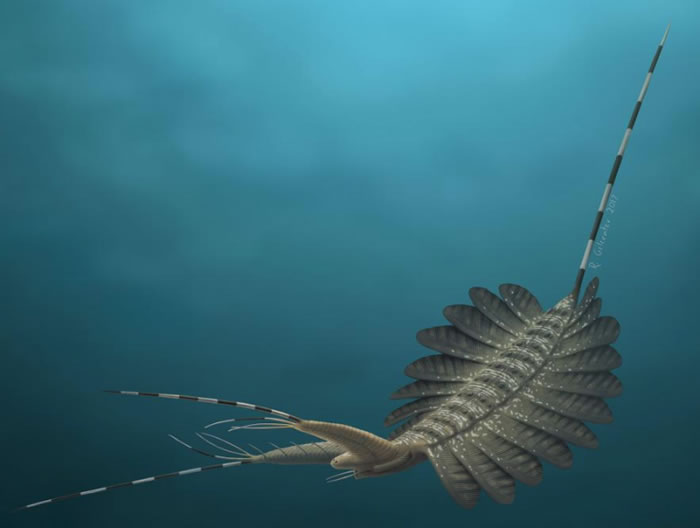 古生物学家在格陵兰岛5.2亿年前捕食者遗骸中发现大脑化石