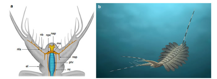 古生物学家在格陵兰岛5.2亿年前捕食者遗骸中发现大脑化石
