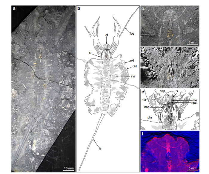 古生物学家在格陵兰岛5.2亿年前捕食者遗骸中发现大脑化石