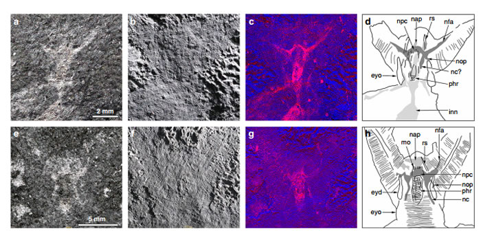 古生物学家在格陵兰岛5.2亿年前捕食者遗骸中发现大脑化石