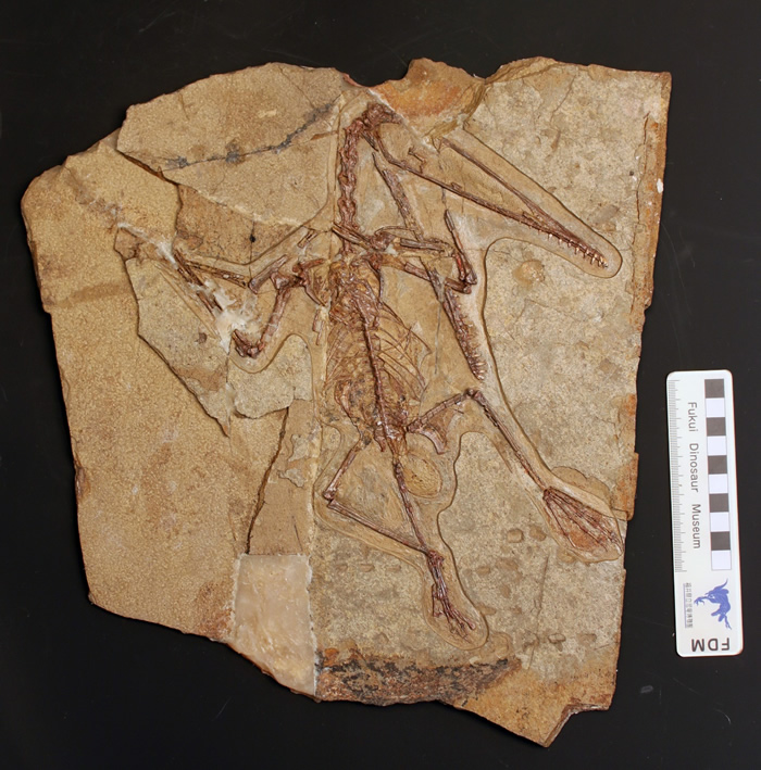 含蛋达尔文翼龙(郑文杰供图)