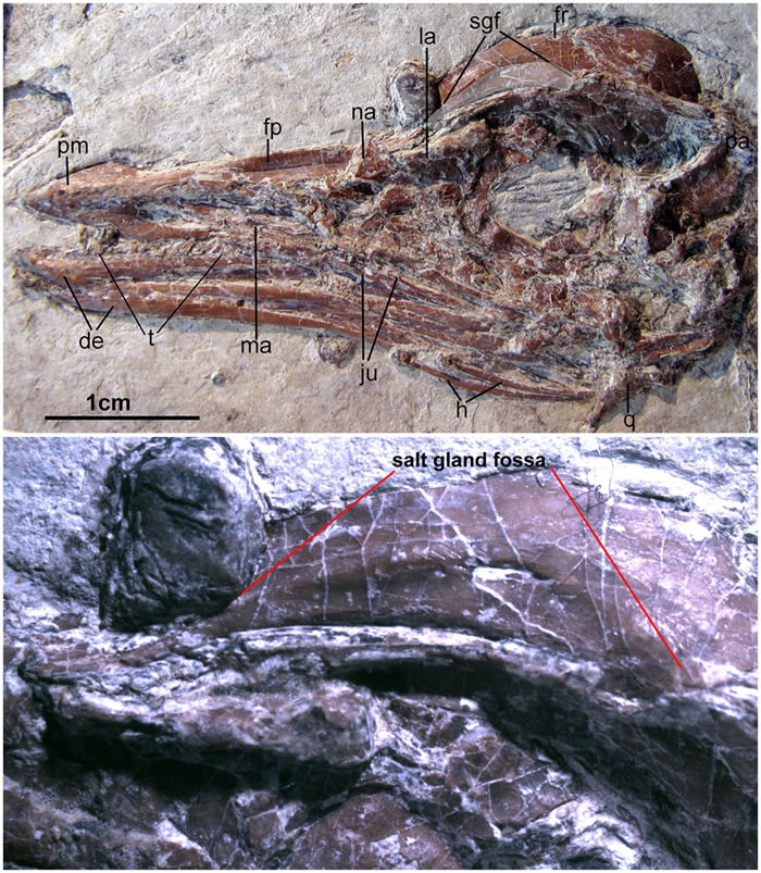 早白垩世今鸟类盐腺的发现为恐龙中盐腺的存在提供了最早的证据