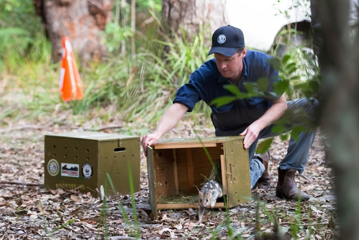 保育人员将东袋鼬送到国家公园。
