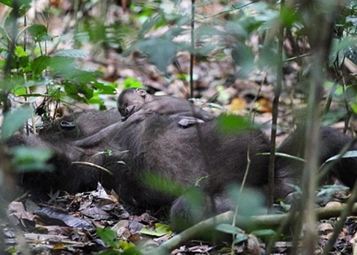 刚果共和国罕有拍到西部低地大猩猩无微不至照顾幼崽