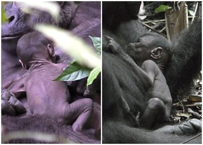 刚果共和国罕有拍到西部低地大猩猩无微不至照顾幼崽