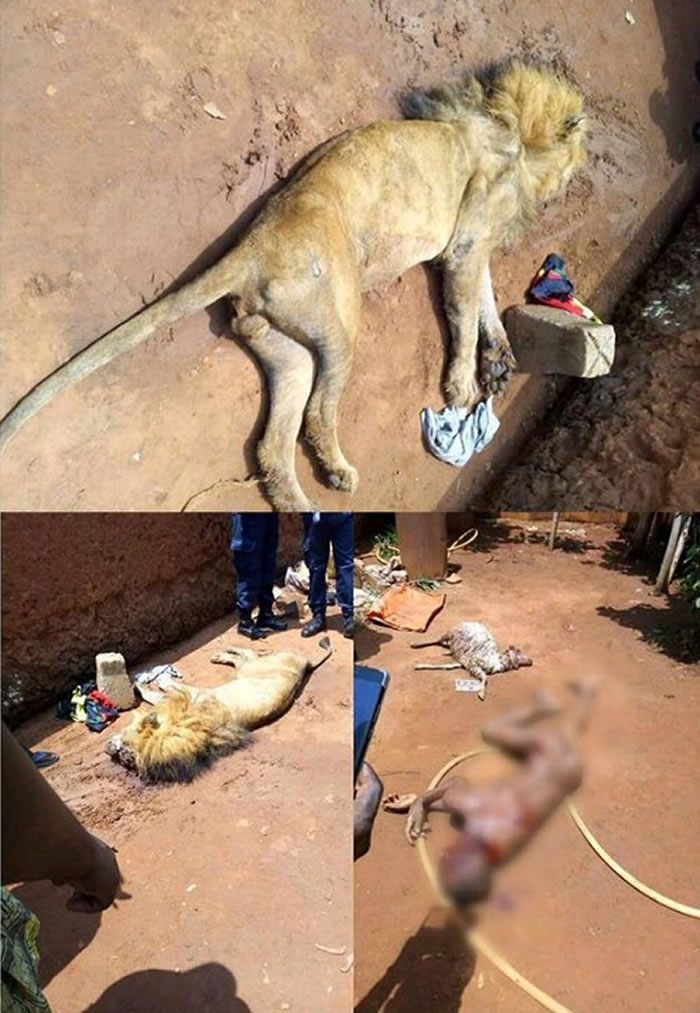 西非贝宁共和国14岁少年进入笼里喂狮子惨遭啃食死亡