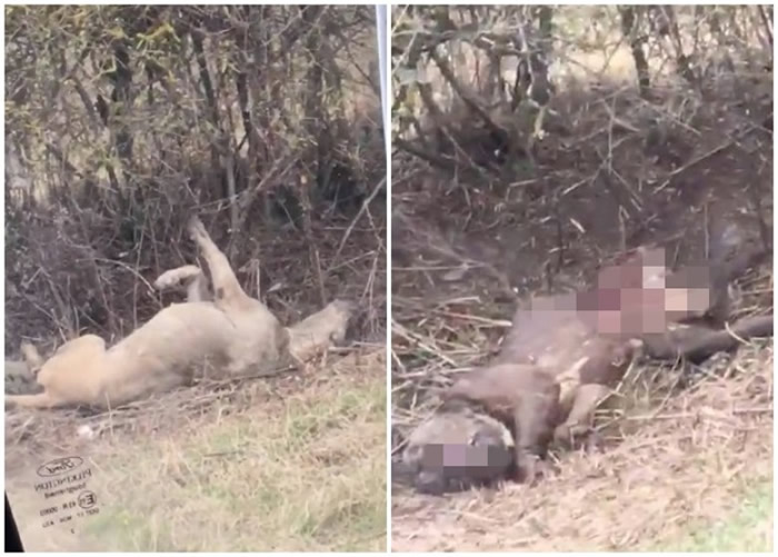 �зǷ�������֯��������ȥ�Ĺ�ֻ��ʬ��Ұ·�ԡ�