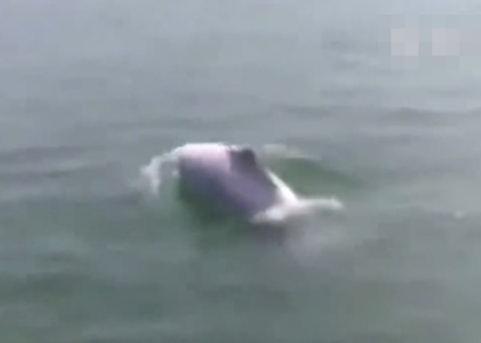 福建渔民在泉州湾大桥海域发现罕见中华白海豚