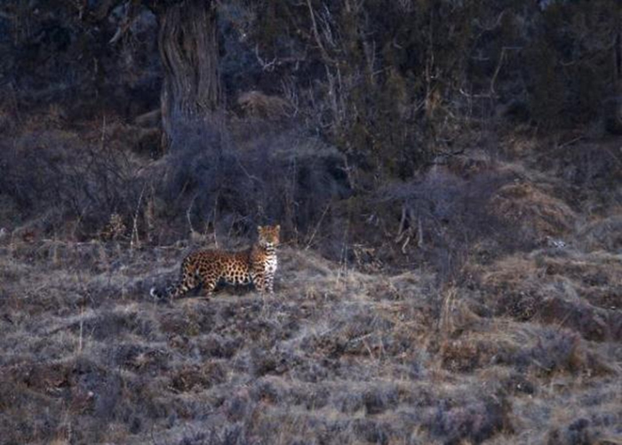 青海省三江源国家公园首次人工拍到金钱豹