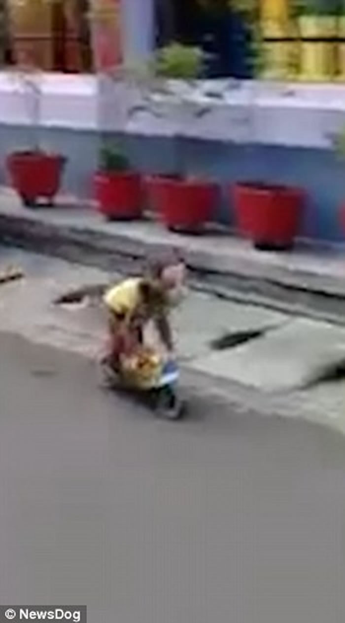 印尼东爪哇卖艺猴子驾驶超小型摩托车撞飞男童