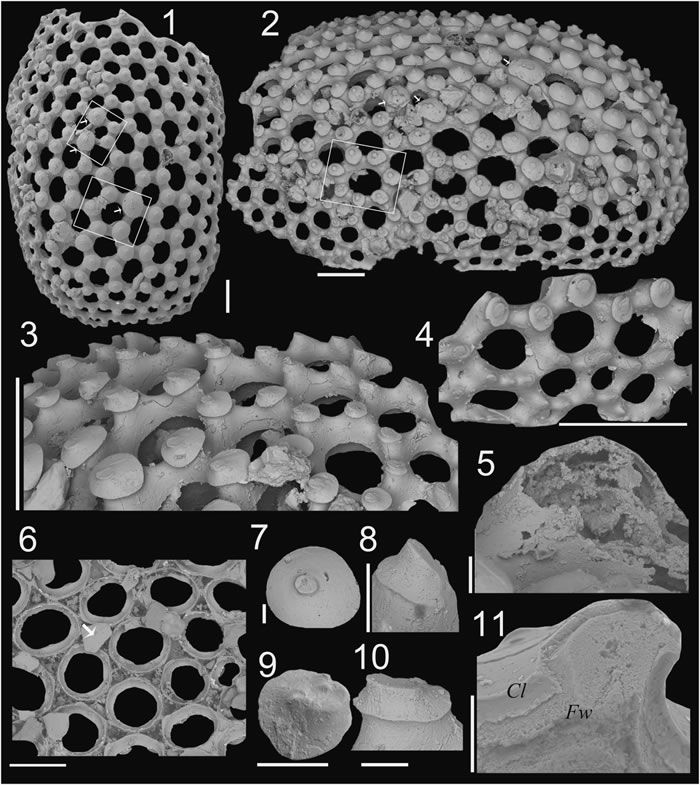 华北板块寒武系第四阶辛集组微网虫化石