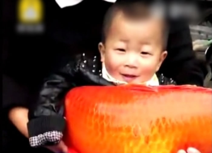 该幼童和其家人都无法抱紧巨鱼。