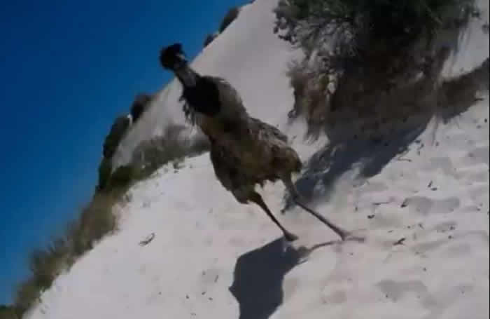 澳洲西澳省疯狂司机追撞鸸鹋 防虐动物组织誓寻人