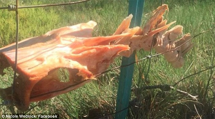 澳洲悉尼市郊围栏惊现神秘生物 是龙还是旗鱼?