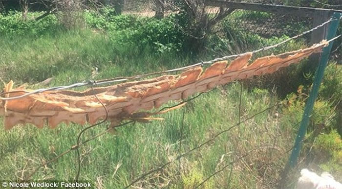 澳洲悉尼市郊围栏惊现神秘生物 是龙还是旗鱼?