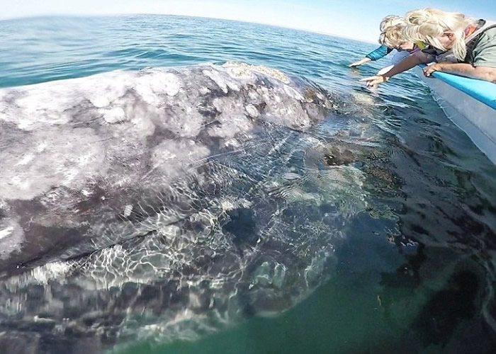 ���ԻҾ�����Ƥ���ֲڣ�ԭ��˳���ޱȡ�