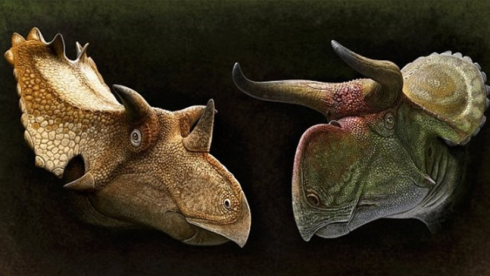 恐龙角曾被指是用同类的标记。