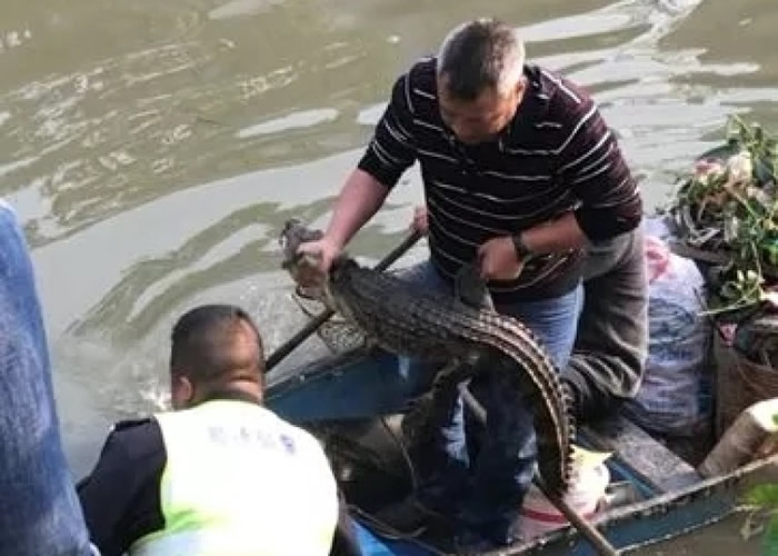 工作人员与鳄鱼缠斗近30分钟,始将其捕获带走。