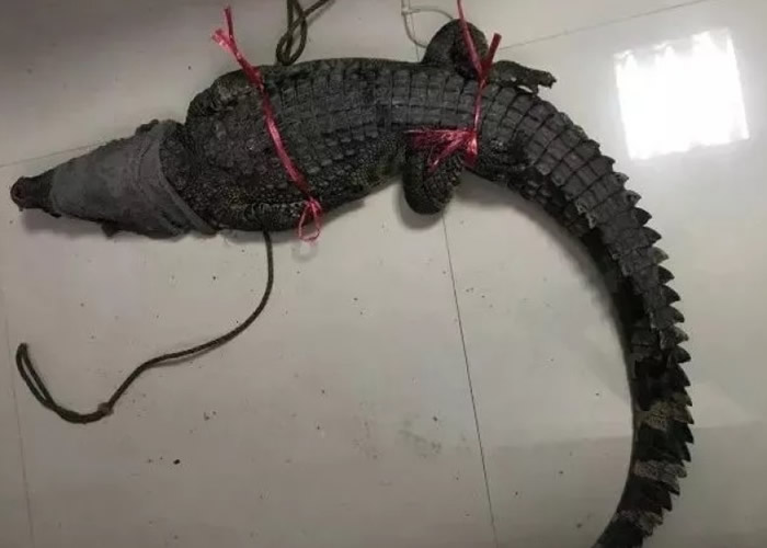 鳄鱼长约1.6米、重约25公斤。