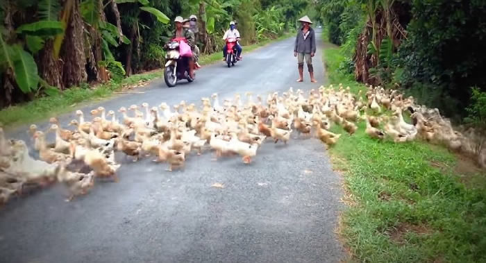 ԽͬʡС·һȺѼӹ· ˾ȵòͷ