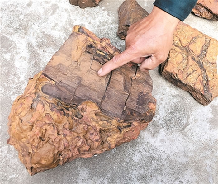 恐龙在这棵大树下乘过凉?三水盆地首次发现木化石