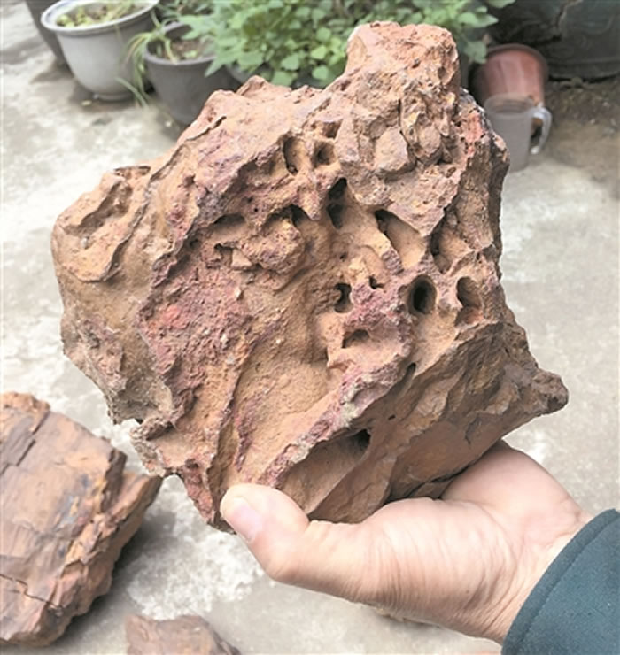 恐龙在这棵大树下乘过凉?三水盆地首次发现木化石