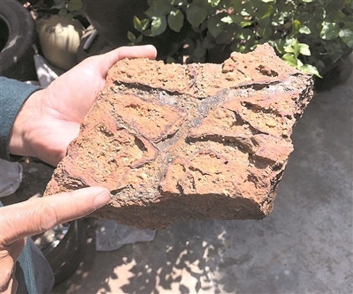 恐龙在这棵大树下乘过凉?三水盆地首次发现木化石