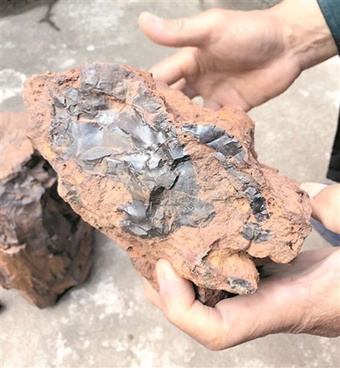 恐龙在这棵大树下乘过凉?三水盆地首次发现木化石