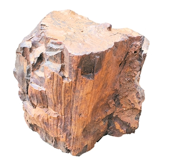 恐龙在这棵大树下乘过凉?三水盆地首次发现木化石