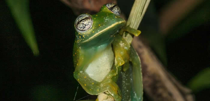巴拿马某些两栖动物正对致命真菌产生抵抗力