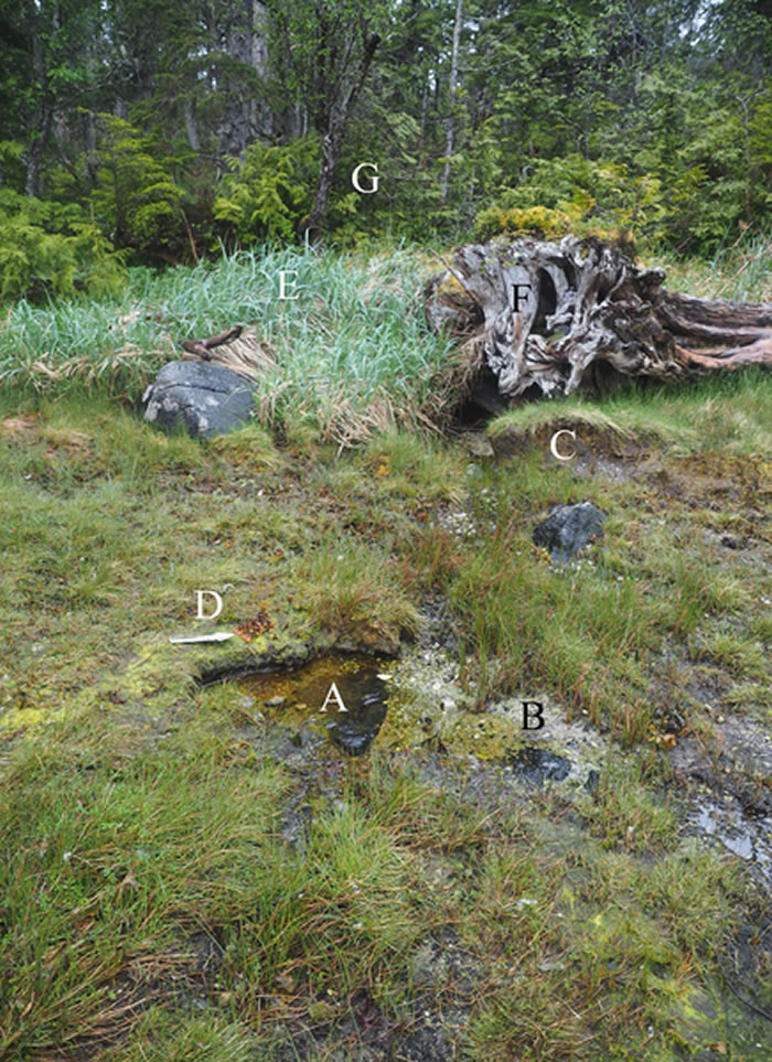 加拿大发现1.3万年前古人类足迹化石 可能是北美最古老的人类足迹