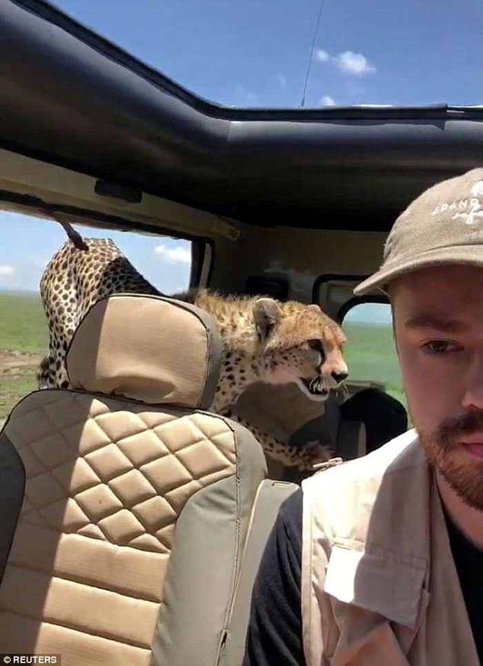 美国游客到坦桑尼亚塞伦盖提国家公园自驾 猎豹忽然跳上后座