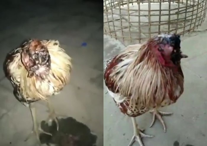 ̩��߷ا����������ͷ�������9���ϸ����Ⱦ����