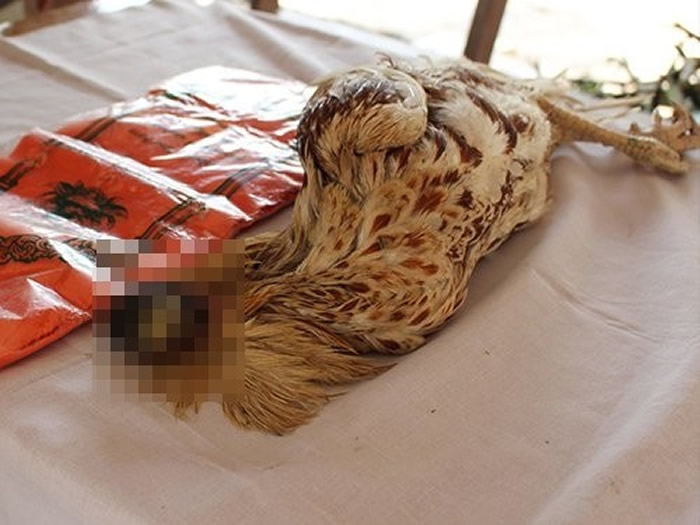 ̩��߷ا����������ͷ�������9���ϸ����Ⱦ����