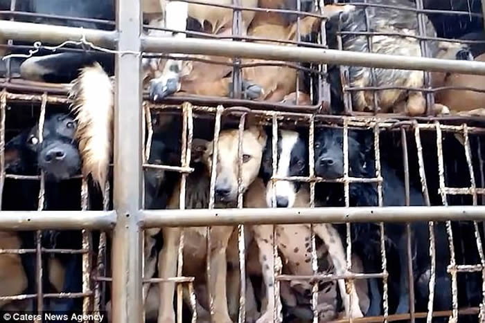 越南整车狗送赴屠宰 深信“死前吓一吓肉质更佳”