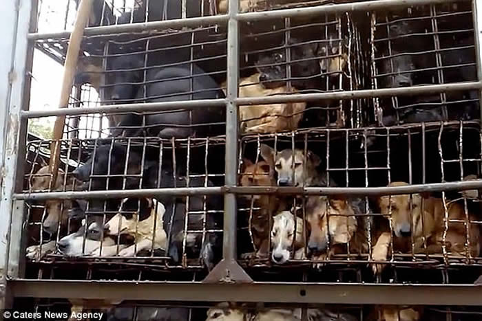 越南整车狗送赴屠宰 深信“死前吓一吓肉质更佳”