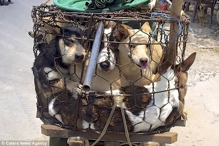 越南整车狗送赴屠宰 深信“死前吓一吓肉质更佳”