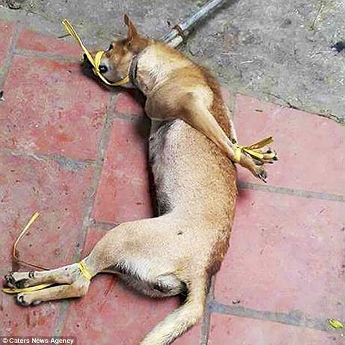 越南整车狗送赴屠宰 深信“死前吓一吓肉质更佳”